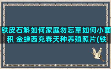 铁皮石斛如何家庭勿忘草如何小面积 金蝉西充春天种养殖照片(铁皮石斛如何食用)